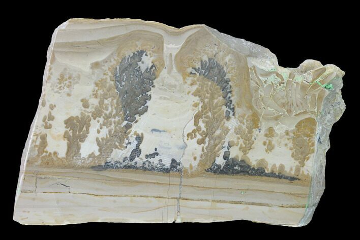 Triassic Aged Stromatolite Fossil - England #167381